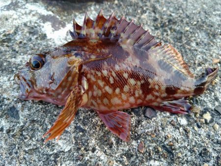 エギングロッドでちょい投げ